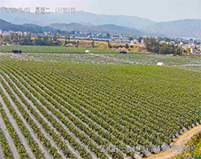 云南楚雄藍莓種植基地使用開寧4K全彩慢直播攝像機實時直播