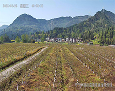  ?花開云上：開寧4K慢直播助力石安桃園打造沉浸式“云端花?！? /></a></div>
                        <dl class=